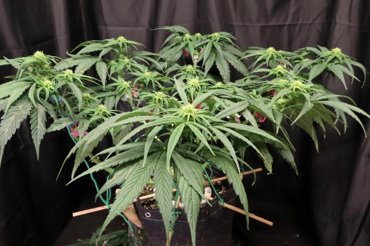 Green Goblin. Week 9
