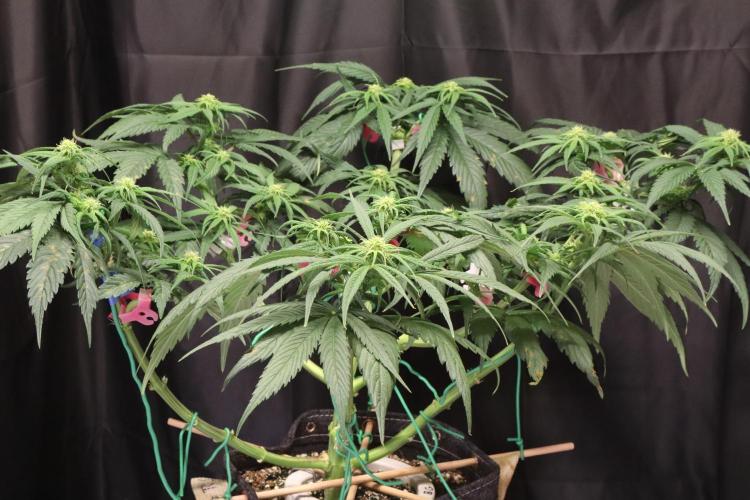 Green Goblin. Week 9