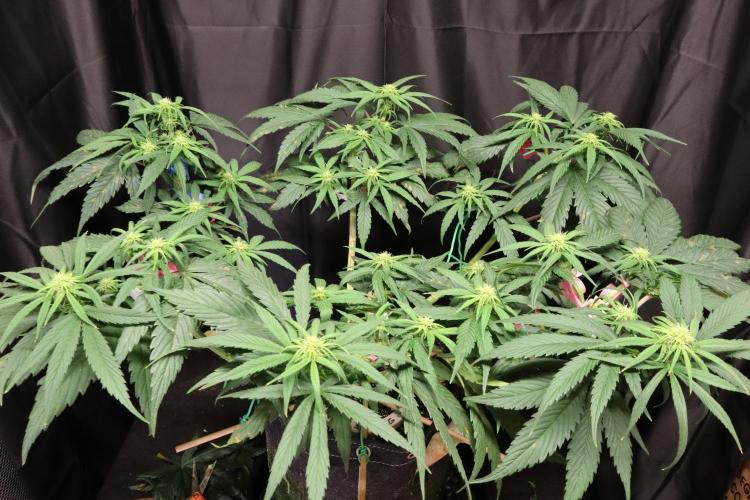 Green Goblin. Week 9