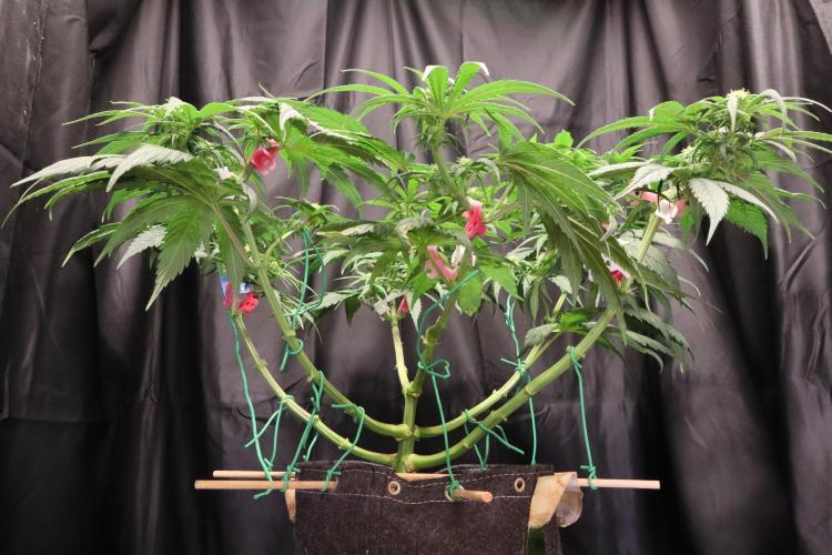 Green Goblin. Week 9