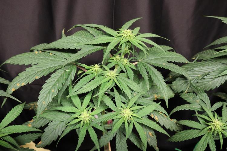 Green Goblin. Week 9