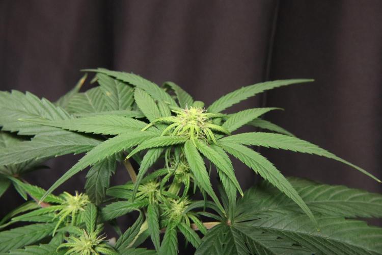 Green Goblin. Week 9