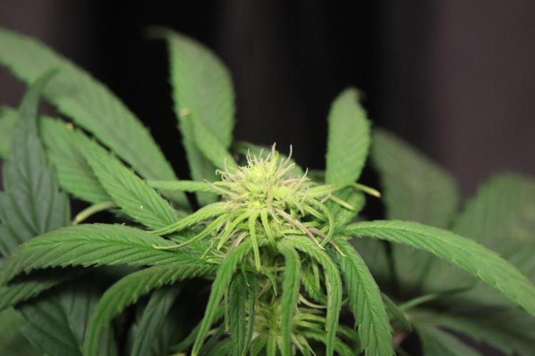 Green Goblin. Week 9