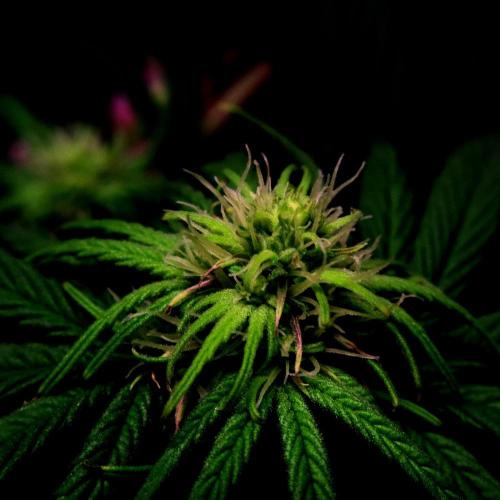 Green Goblin. Week 9