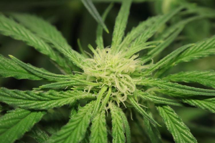 Hindu Kush Zamnesia. Week 10