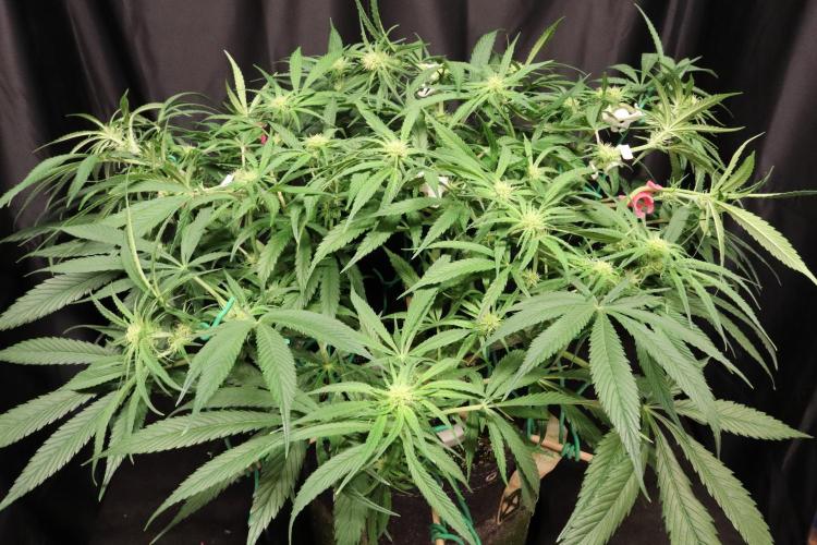Hindu Kush Zamnesia. Week 10