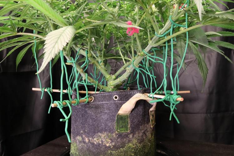 Hindu Kush Zamnesia. Week 10