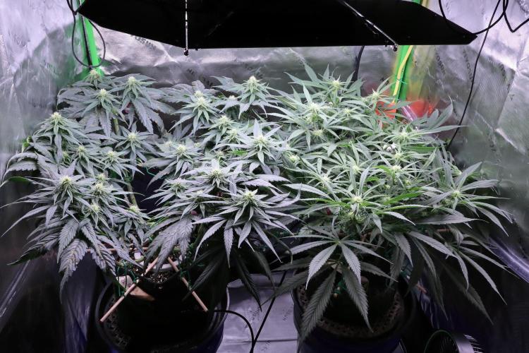 Green Goblin. Week 10