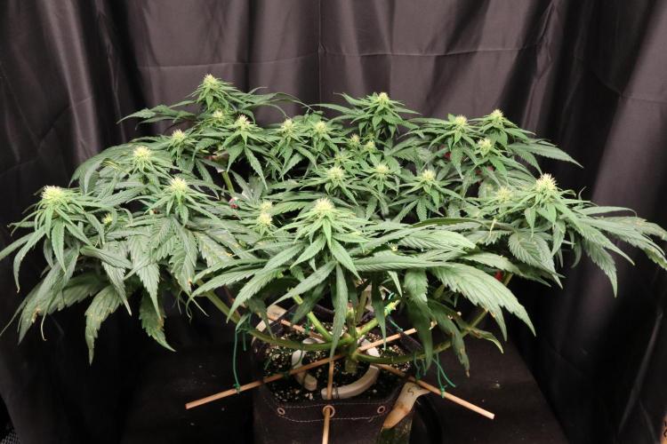 Green Goblin. Week 10