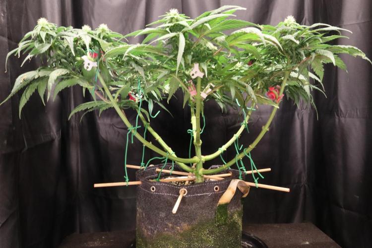 Green Goblin. Week 10
