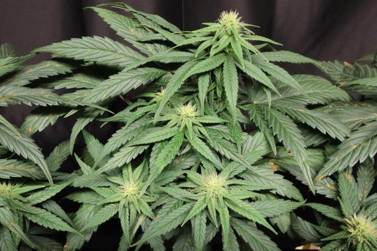 Green Goblin. Week 10