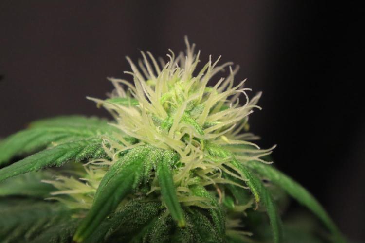 Green Goblin. Week 10
