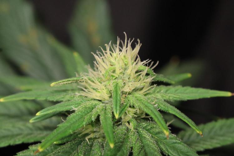 Green Goblin. Week 10