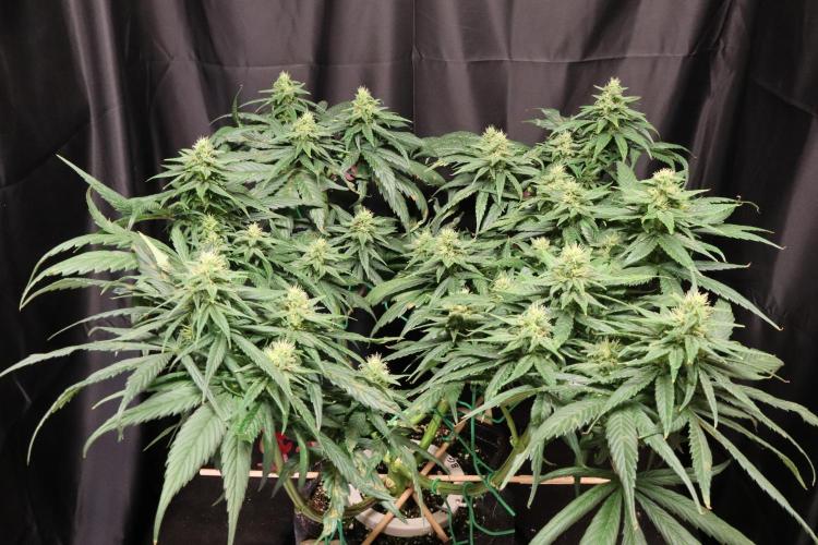 Green Goblin. Week 11