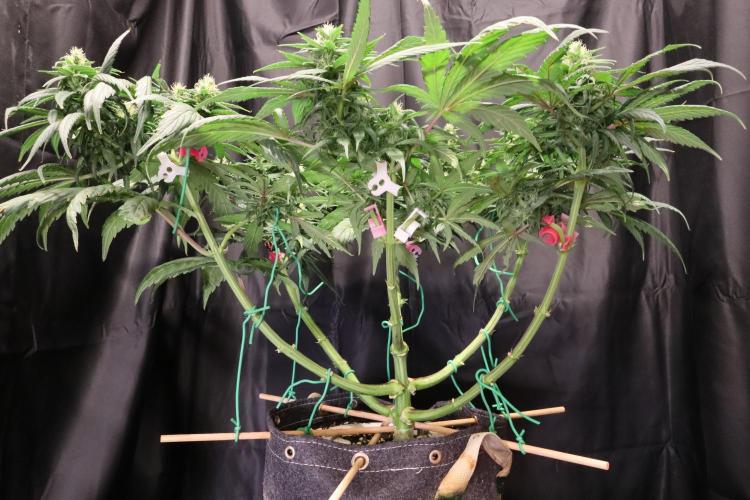 Green Goblin. Week 11