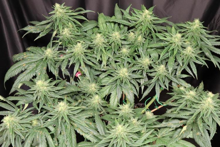 Green Goblin. Week 11