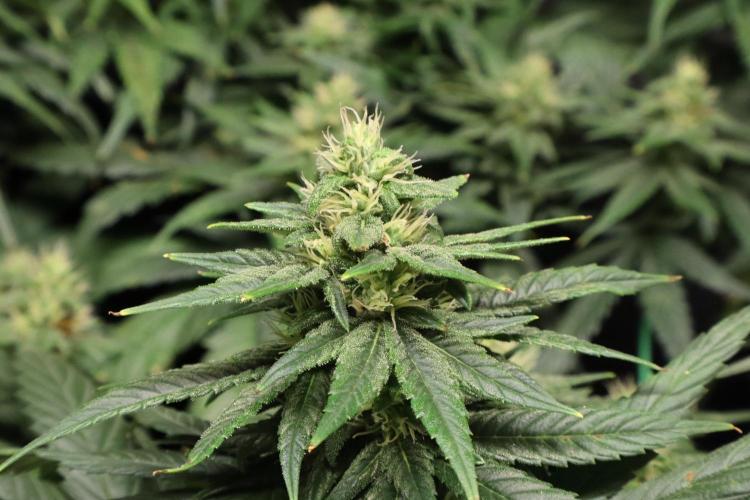 Green Goblin. Week 11