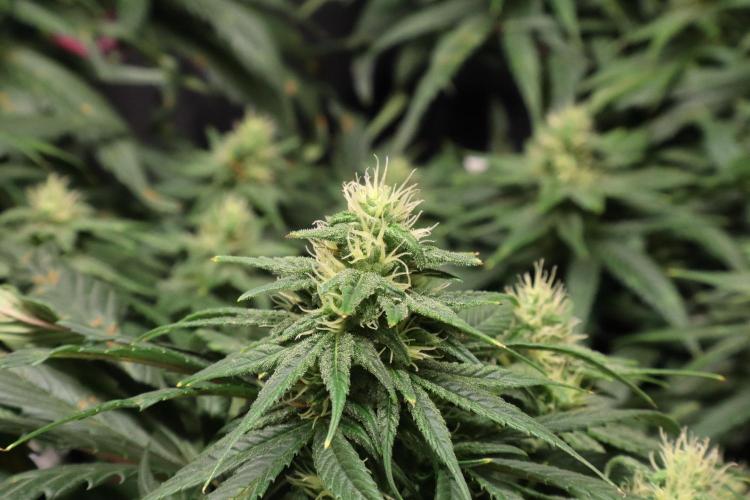 Green Goblin. Week 11