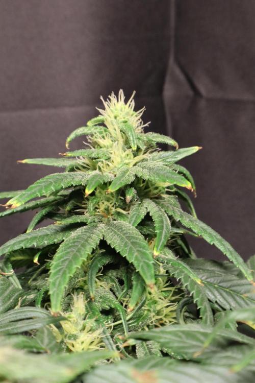 Green Goblin. Week 11