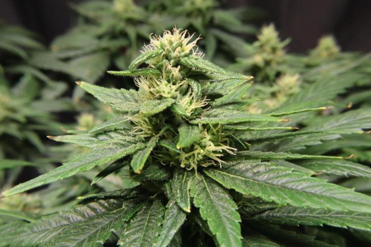 Green Goblin. Week 11