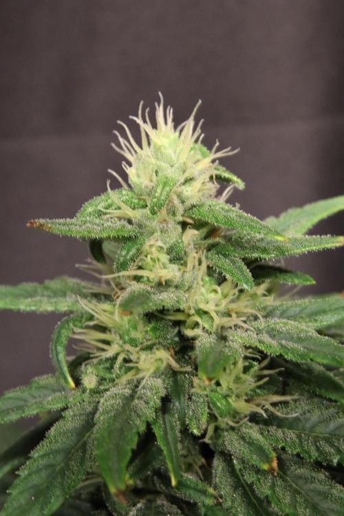 Green Goblin. Week 11