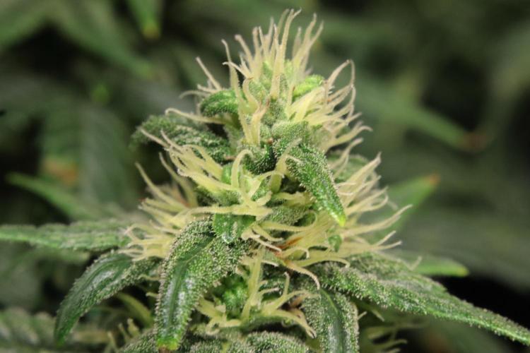 Green Goblin. Week 11