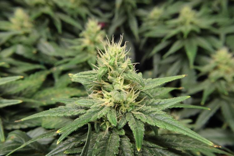 Green Goblin. Week 11