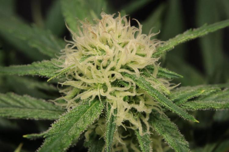 Hindu Kush Zamnesia. Week 11