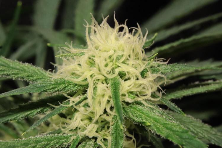 Hindu Kush Zamnesia. Week 11
