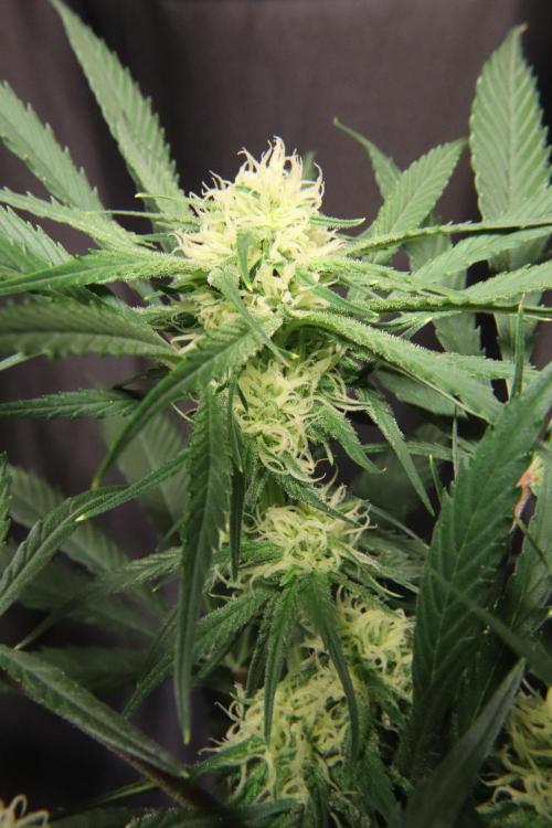 Hindu Kush Zamnesia. Week 11