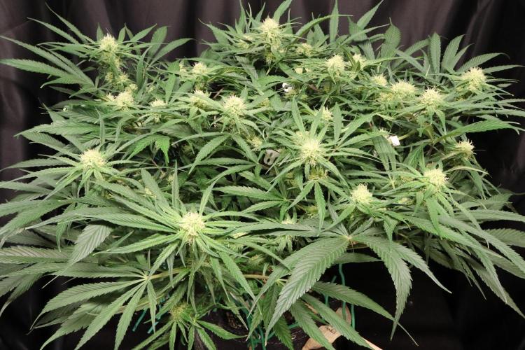 Hindu Kush Zamnesia. Week 11