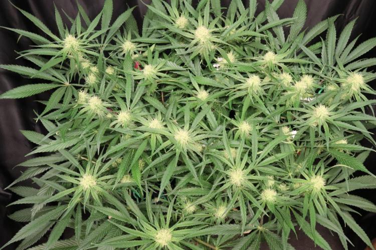 Hindu Kush Zamnesia. Week 11