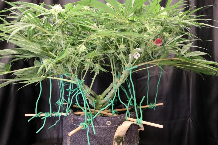 Hindu Kush Zamnesia. Week 11