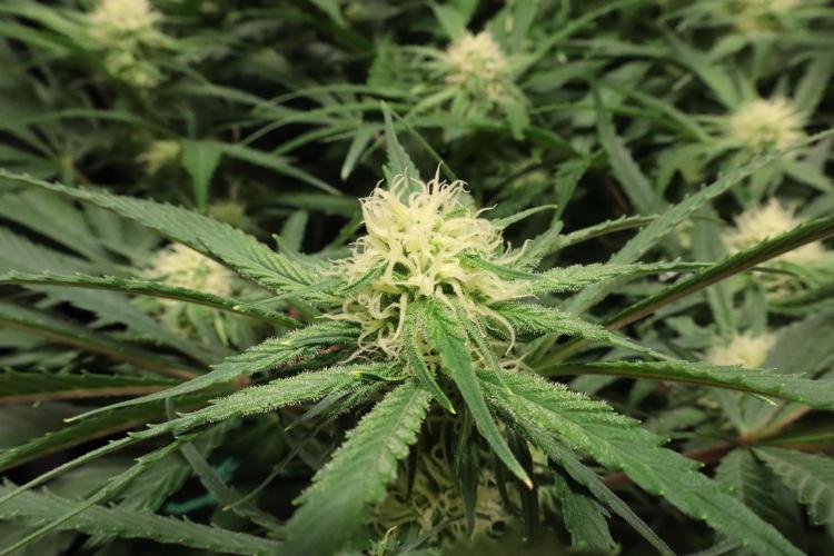 Hindu Kush Zamnesia. Week 11