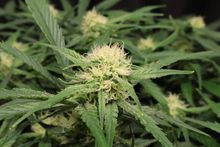 Hindu Kush Zamnesia. Week 11