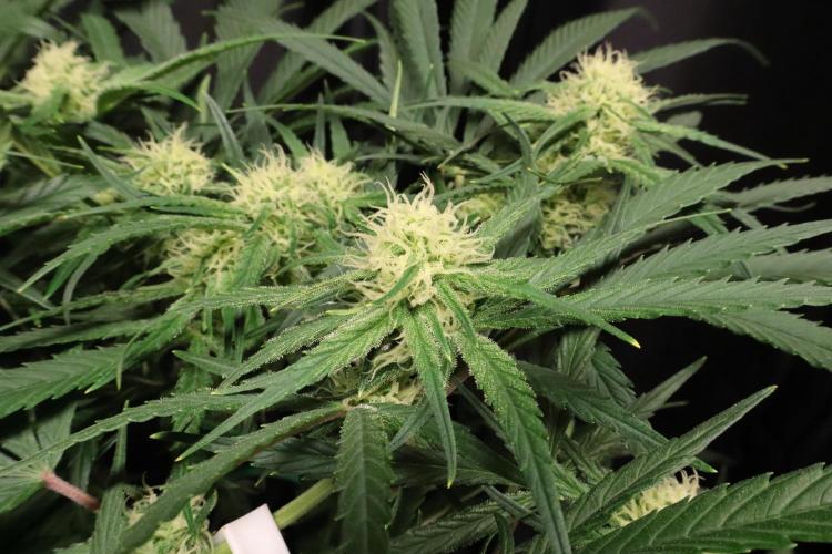 Hindu Kush Zamnesia. Week 11