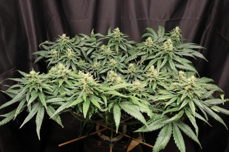 Green Goblin. Week 12