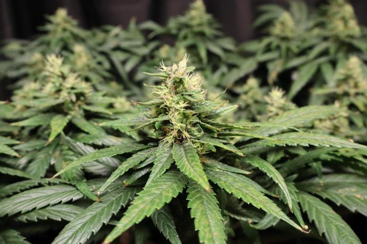 Green Goblin. Week 12