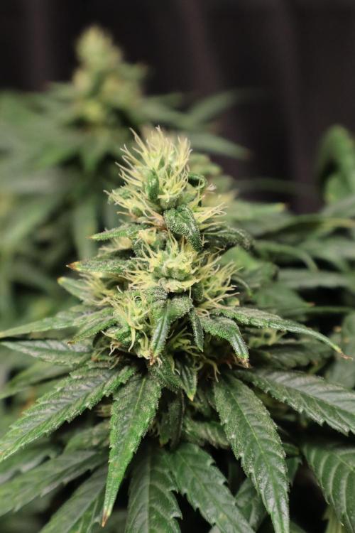 Green Goblin. Week 12