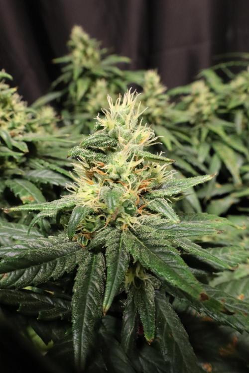Green Goblin. Week 12