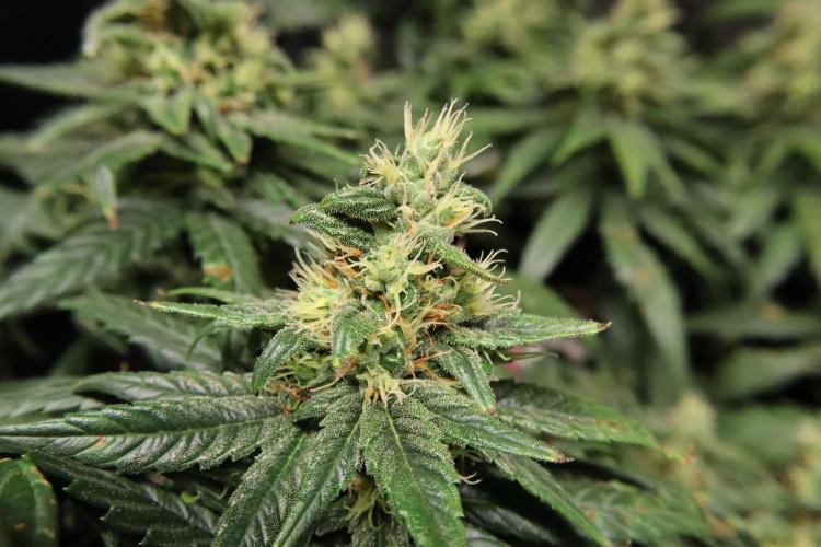Green Goblin. Week 12