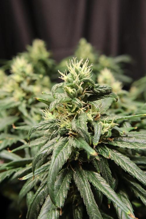 Green Goblin. Week 12