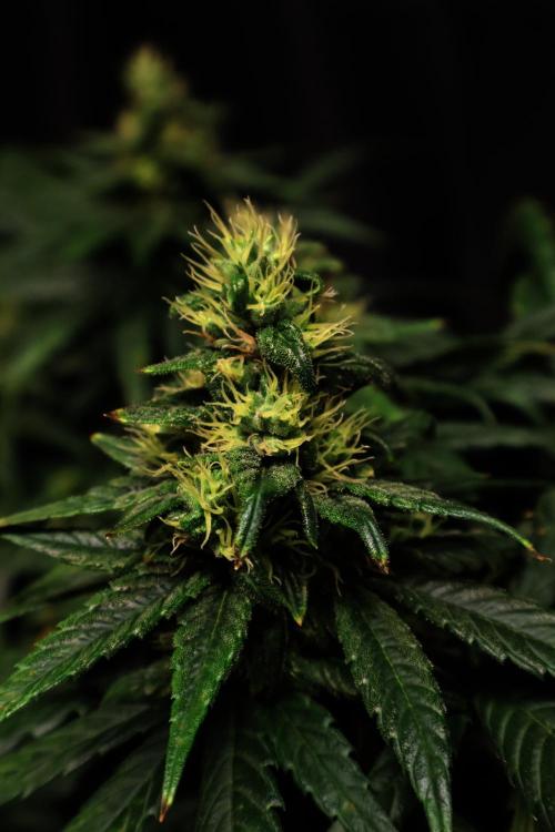Green Goblin. Week 12