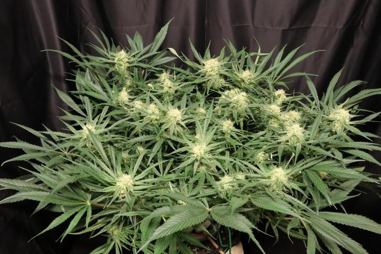 Hindu Kush Zamnesia. Week 12