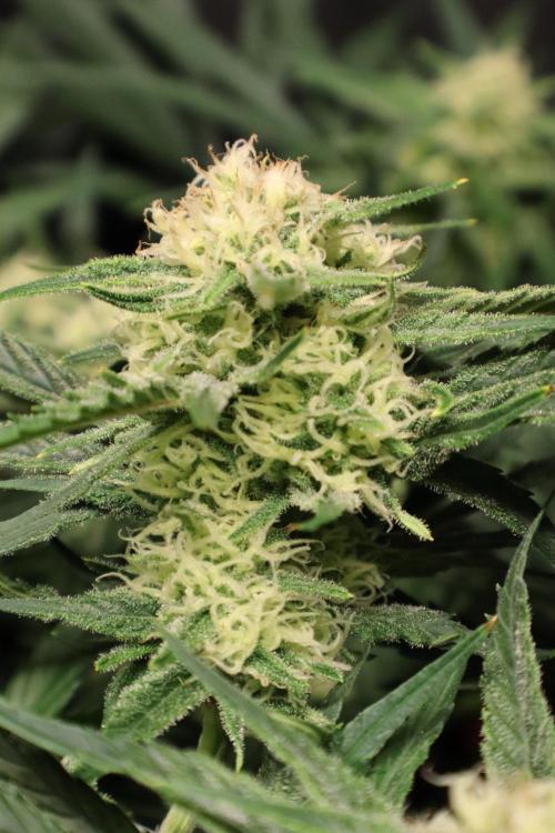 Hindu Kush Zamnesia. Week 12