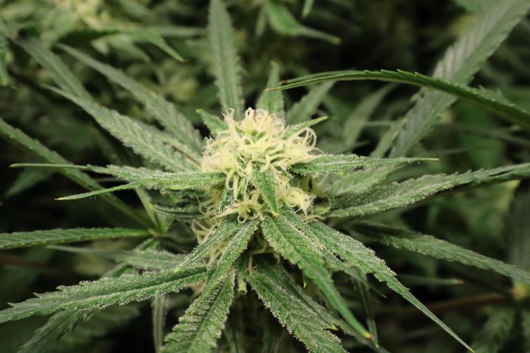 Hindu Kush Zamnesia. Week 12