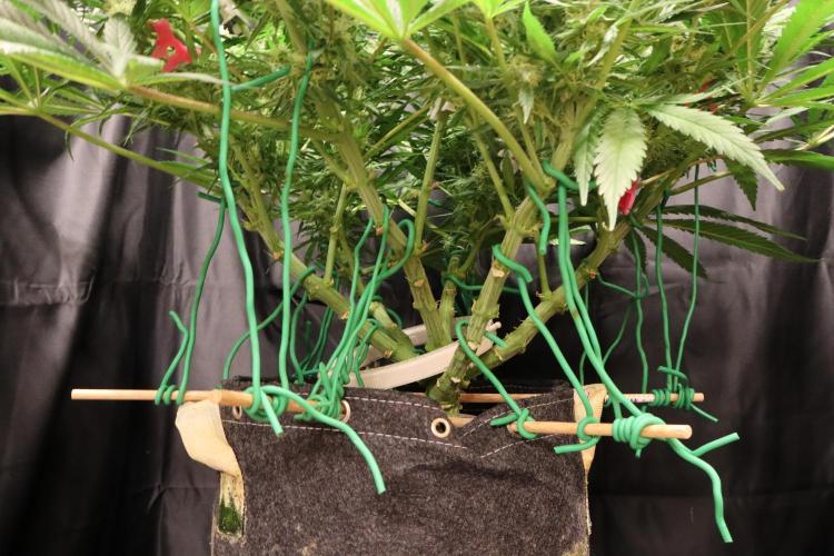 Hindu Kush Zamnesia. Week 12
