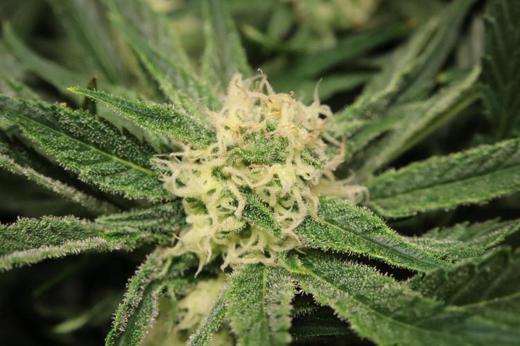 Hindu Kush Zamnesia. Week 12