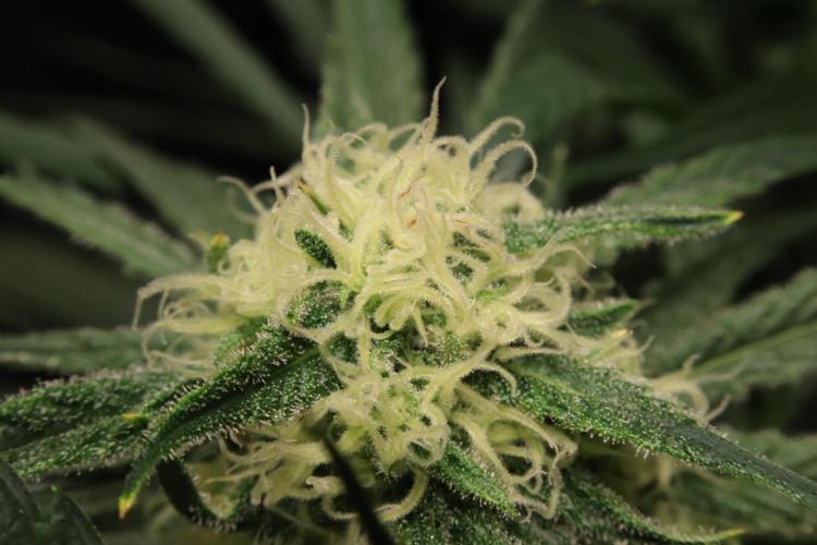 Hindu Kush Zamnesia. Week 12