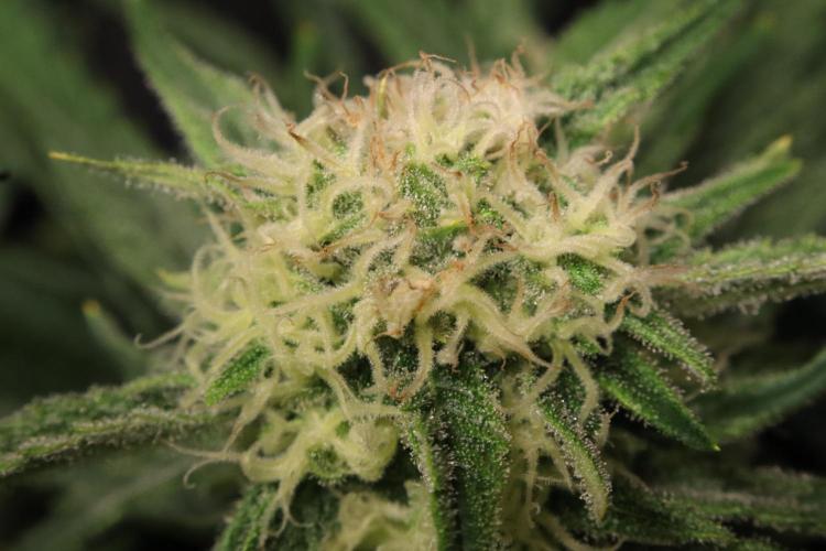 Hindu Kush Zamnesia. Week 12